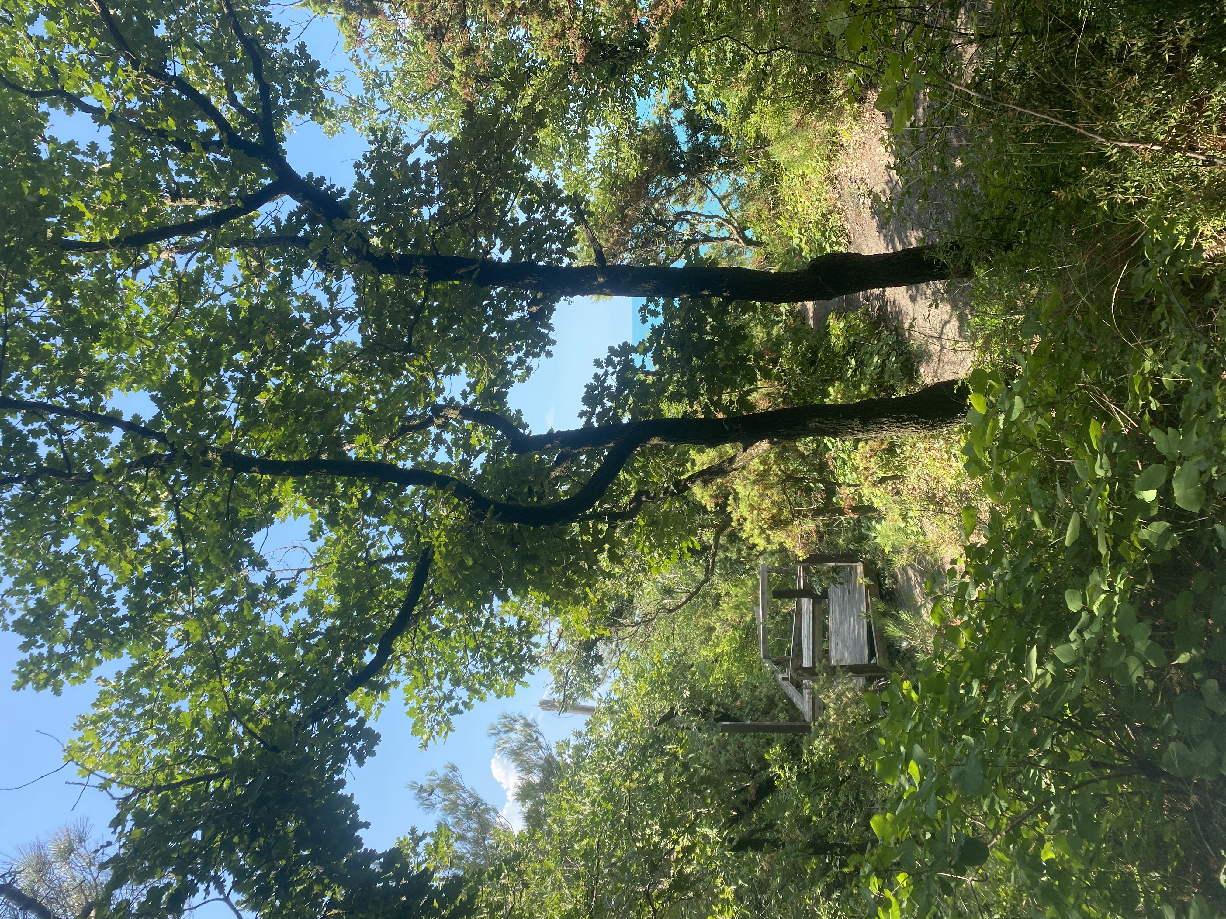 Фото Сосновка