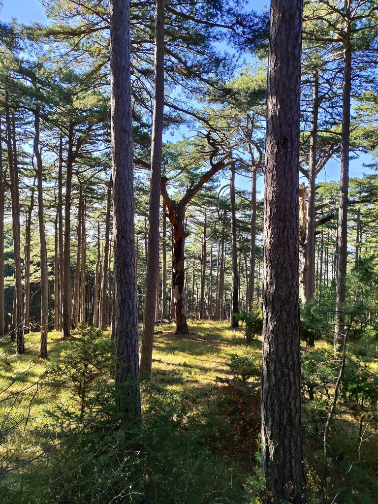 Nature Можжевеловая роща, Republic of Crimea, photo