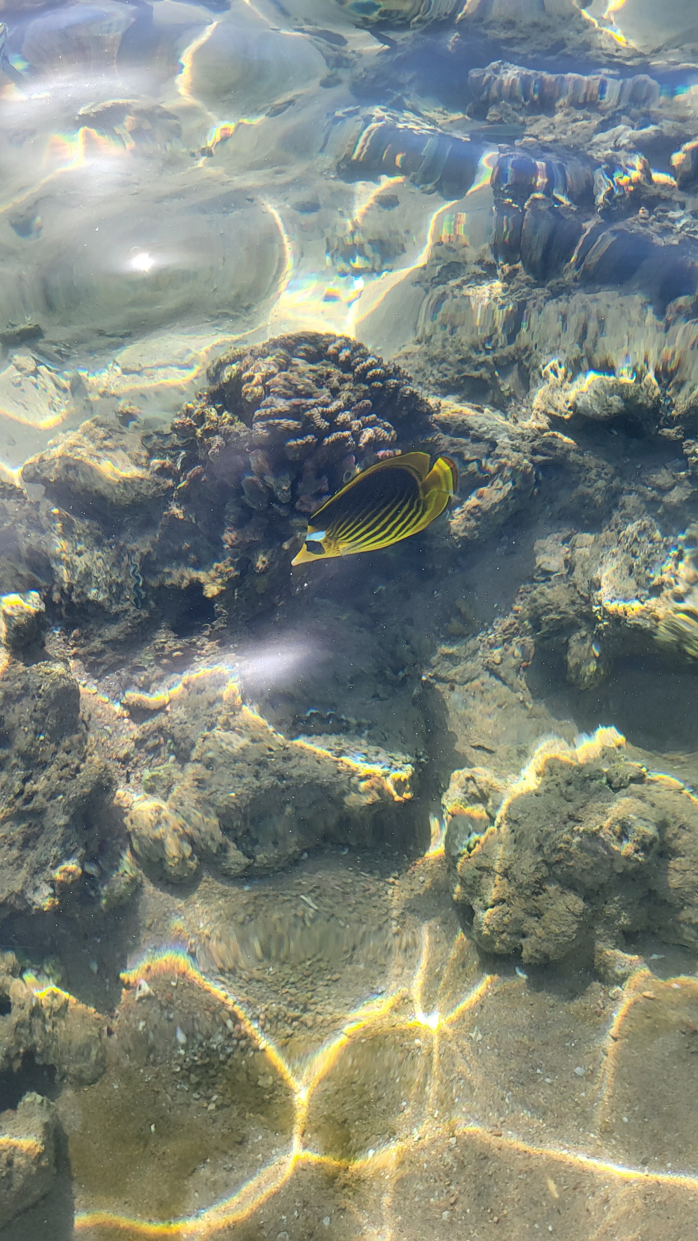 Фото Jaz Sharm Dreams