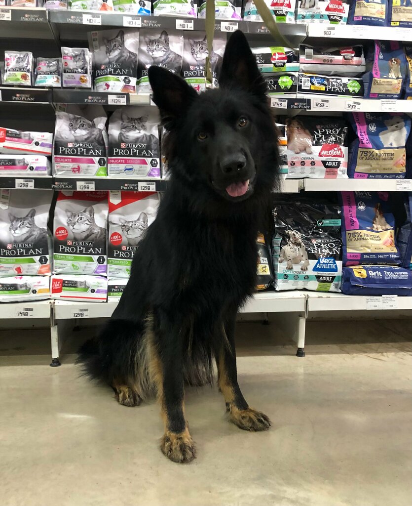 Veterinary clinic Anivet, Perm Krai, photo