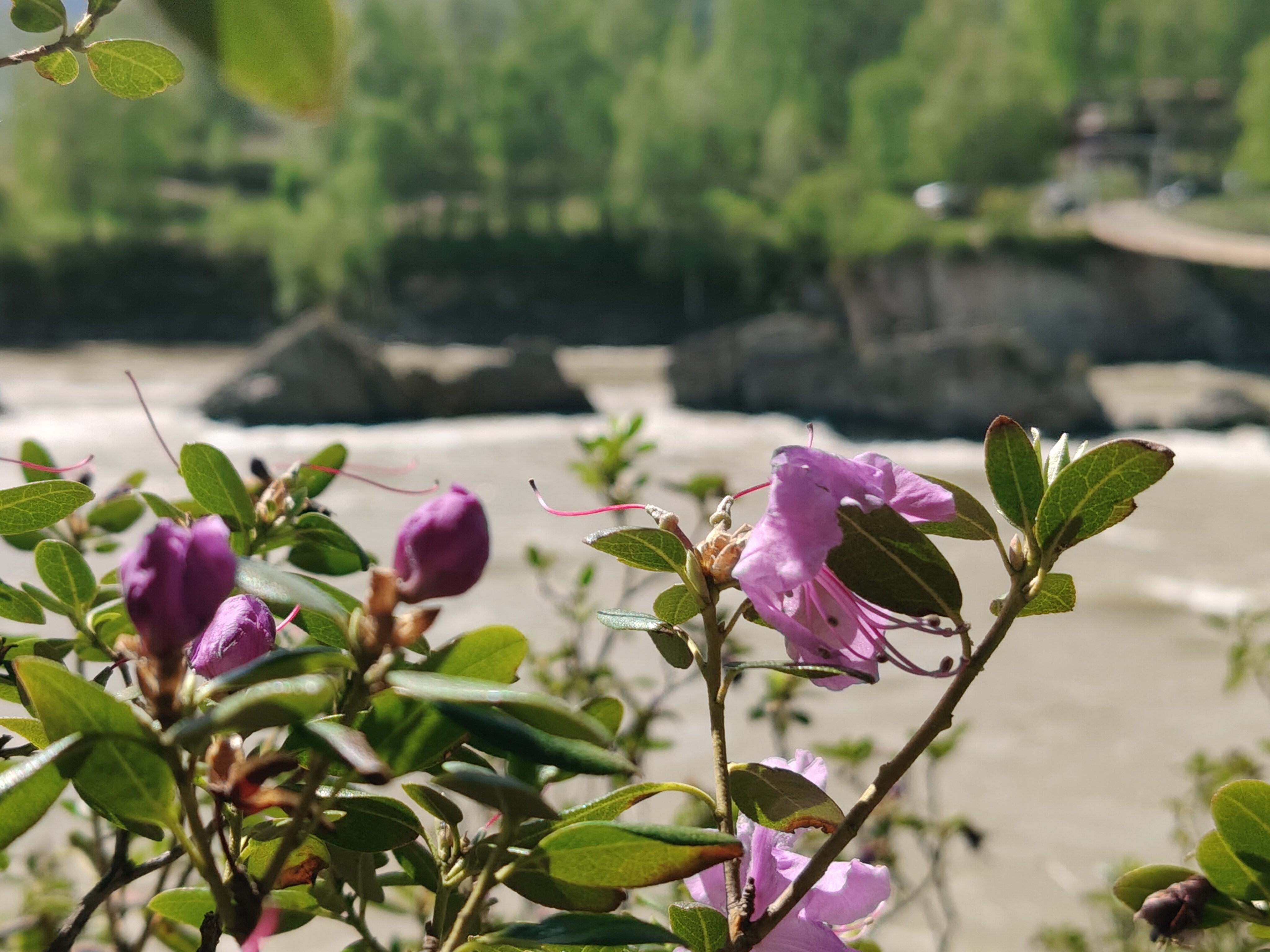 Фото Зубы Дракона