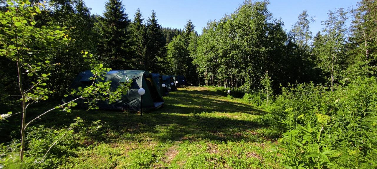 Фото Пение птиц