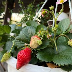 Фото Рай в шалаше