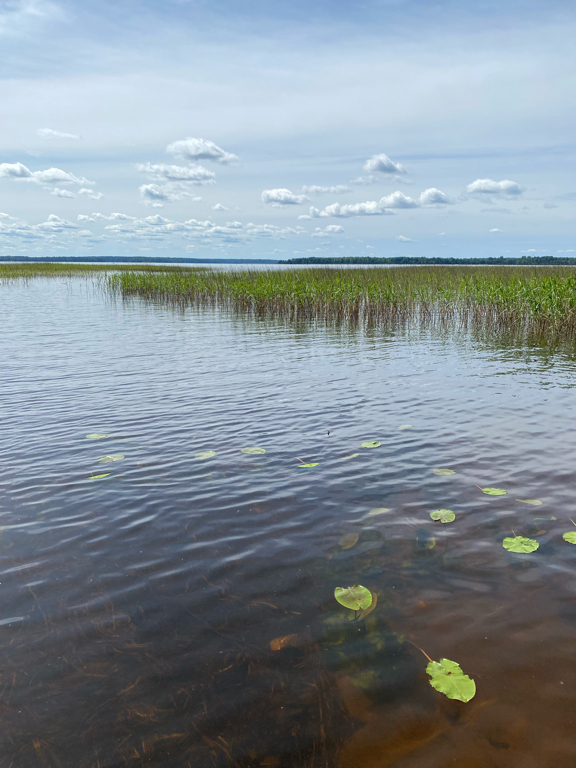 Фото Розовая дача