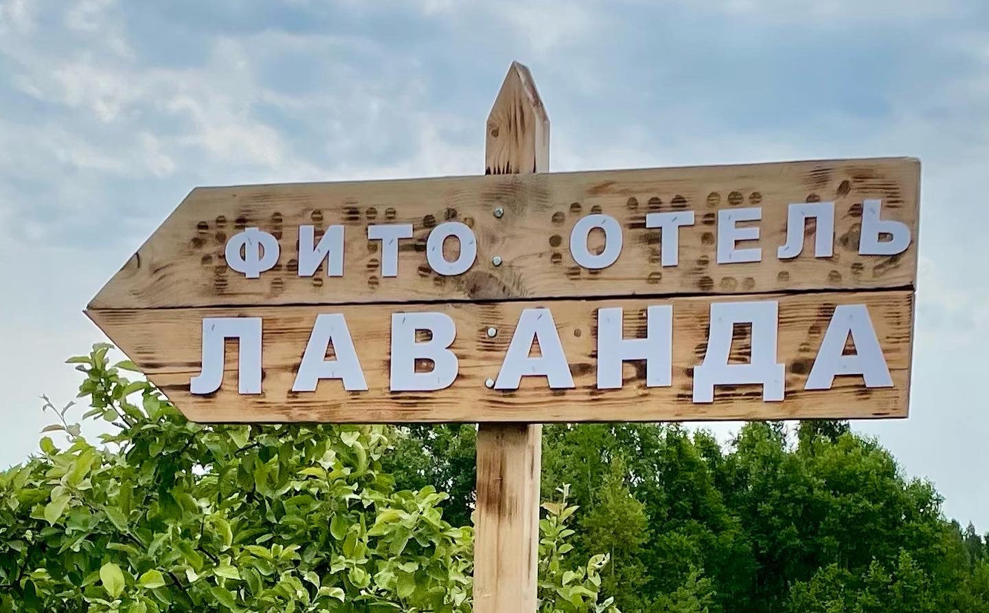 Фото Лаванда