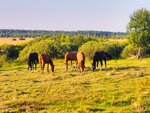 Морозов Horses (derevnya Simankovo, 5Б), horse riding