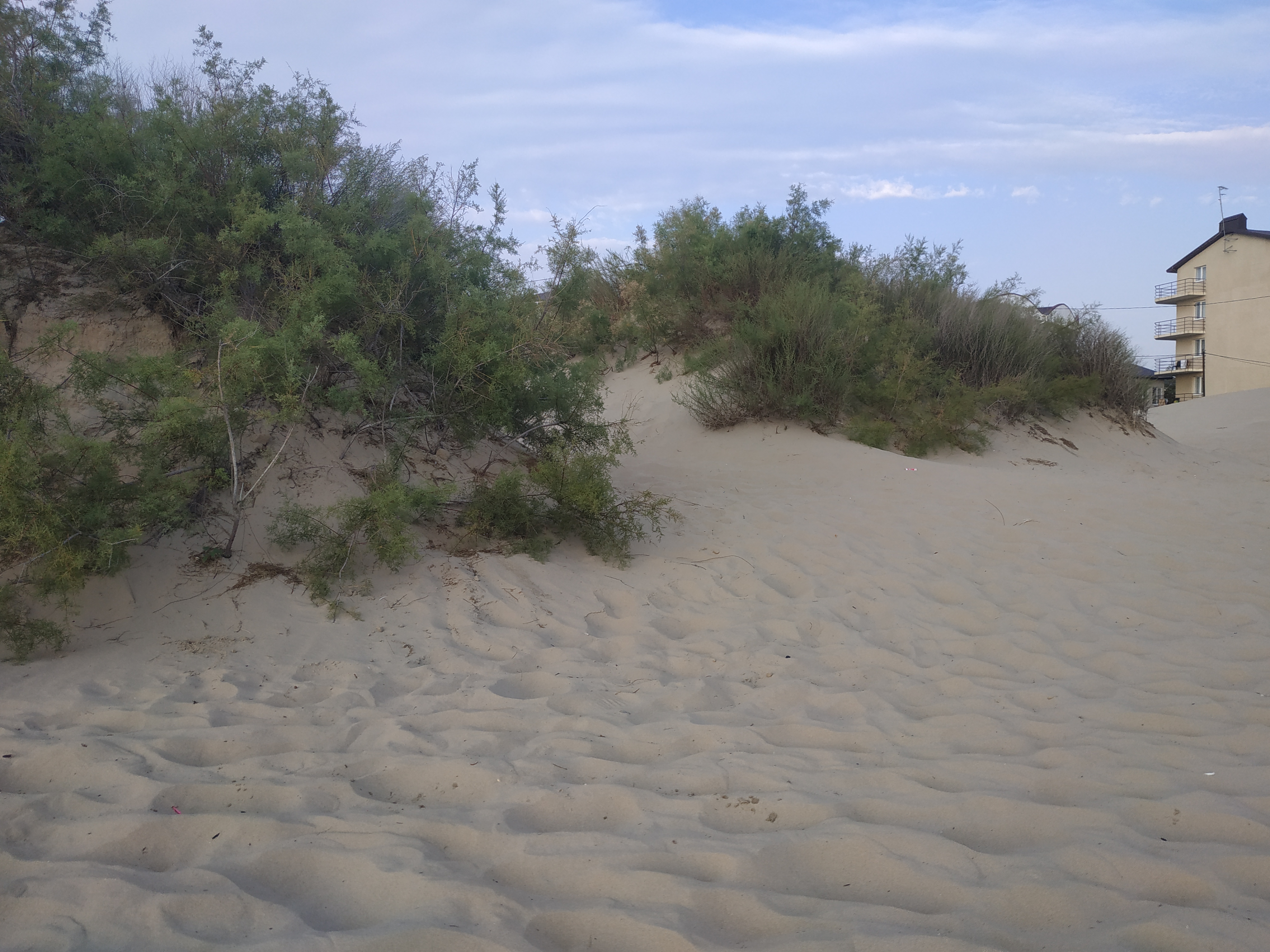 Фото Дублин Дельфин