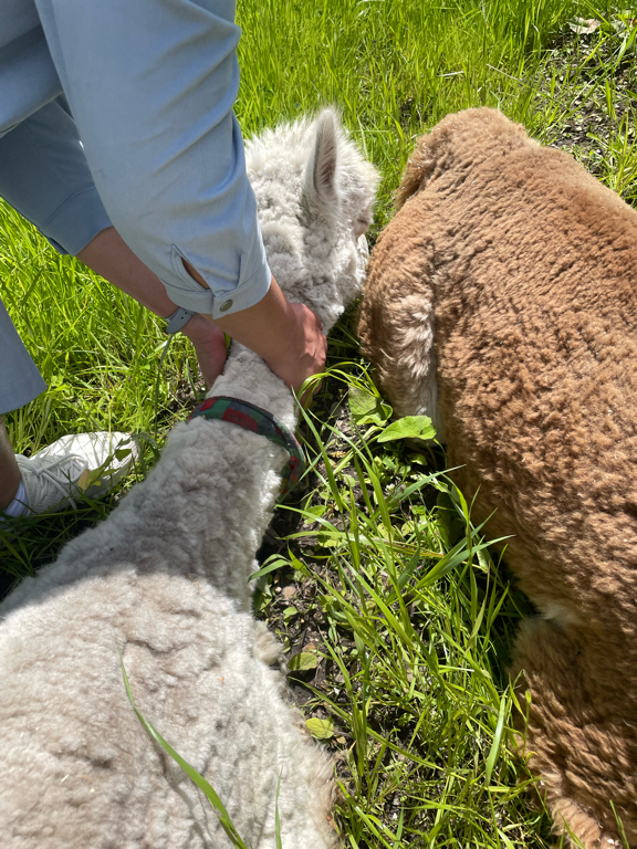 Фото АлаТау Кавказ