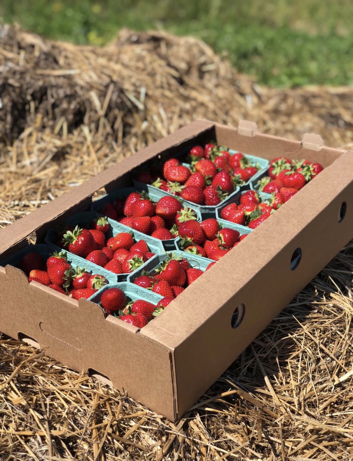 Фото Лаванда