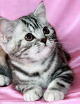 Catvivian (Zelyony Avenue, 62А) ، مربي الحيوانات