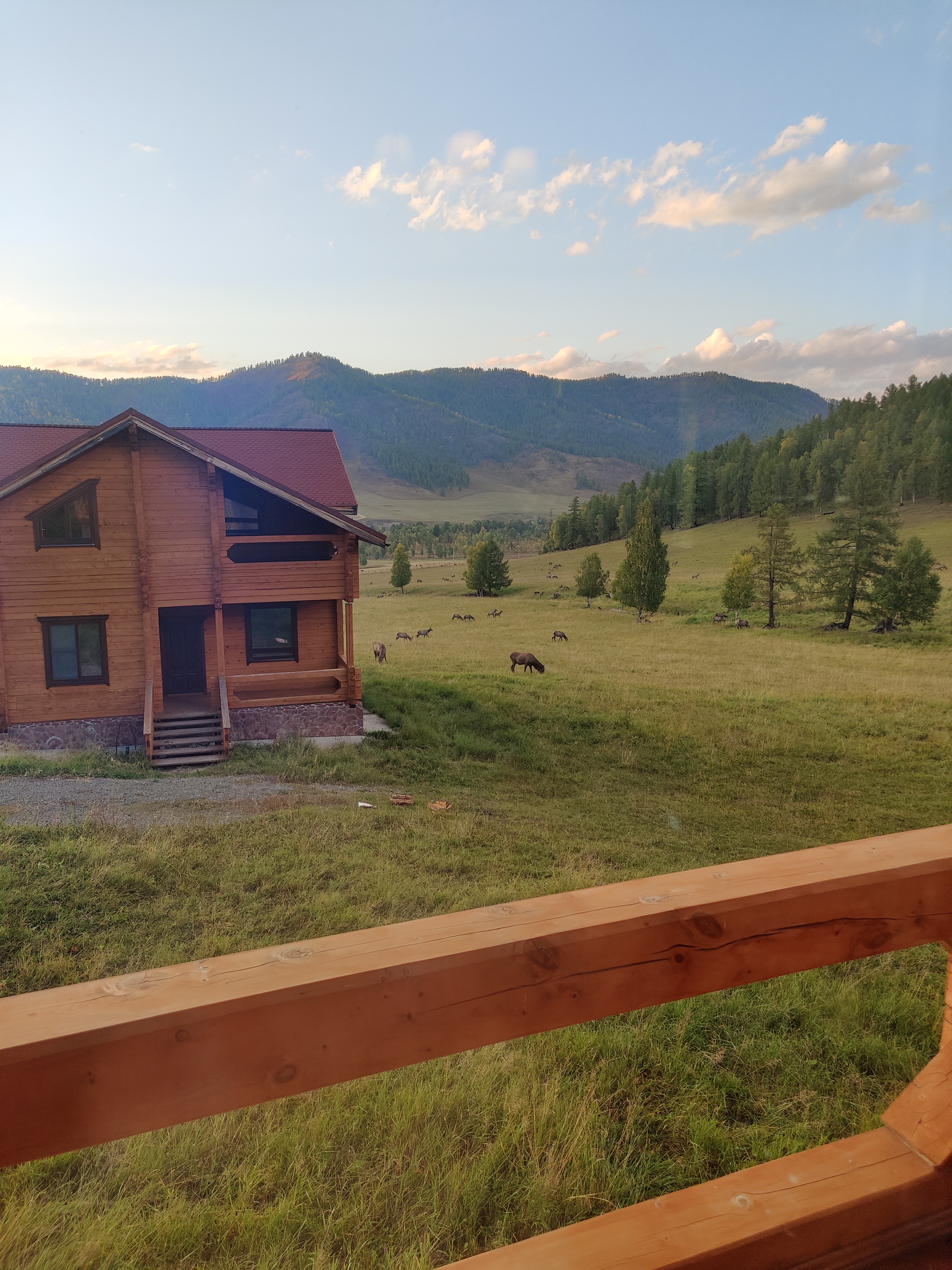 Фото Шебалинский питомник Королевский марал