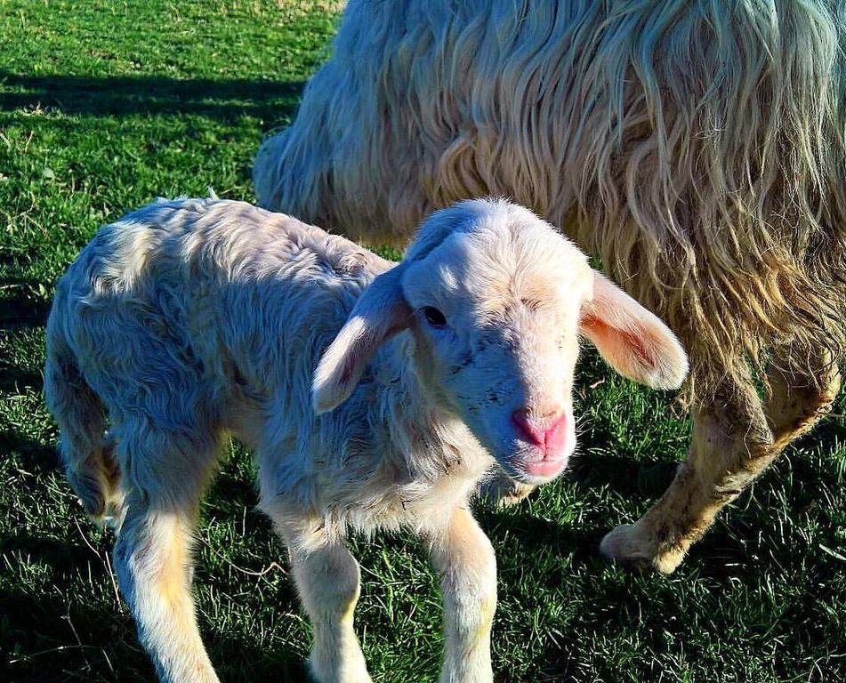 Фото Agriturismo di Charme erbadoro