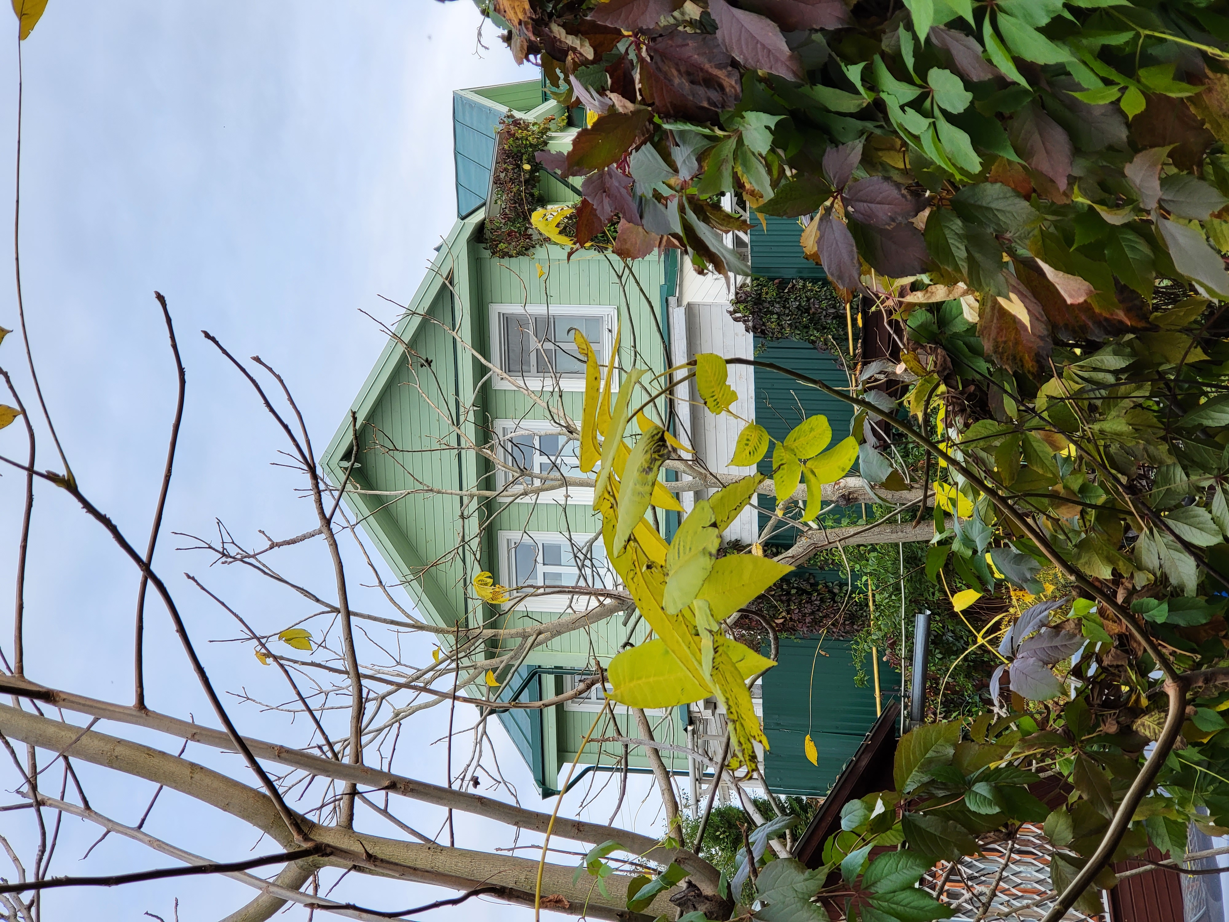 Фото Вишнёвый сад