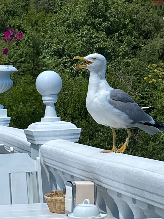 Фото Форест