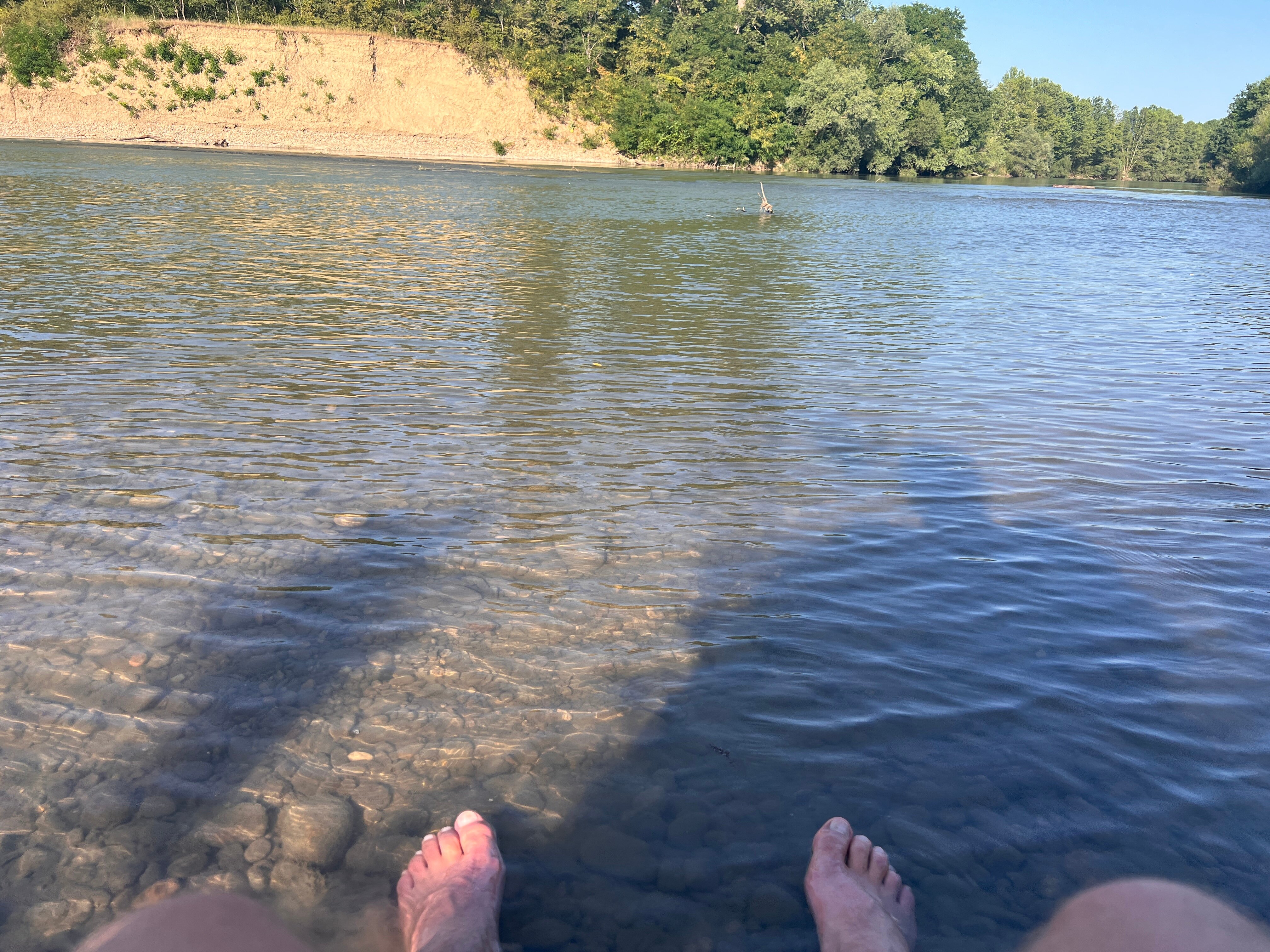 Фото Стрижи