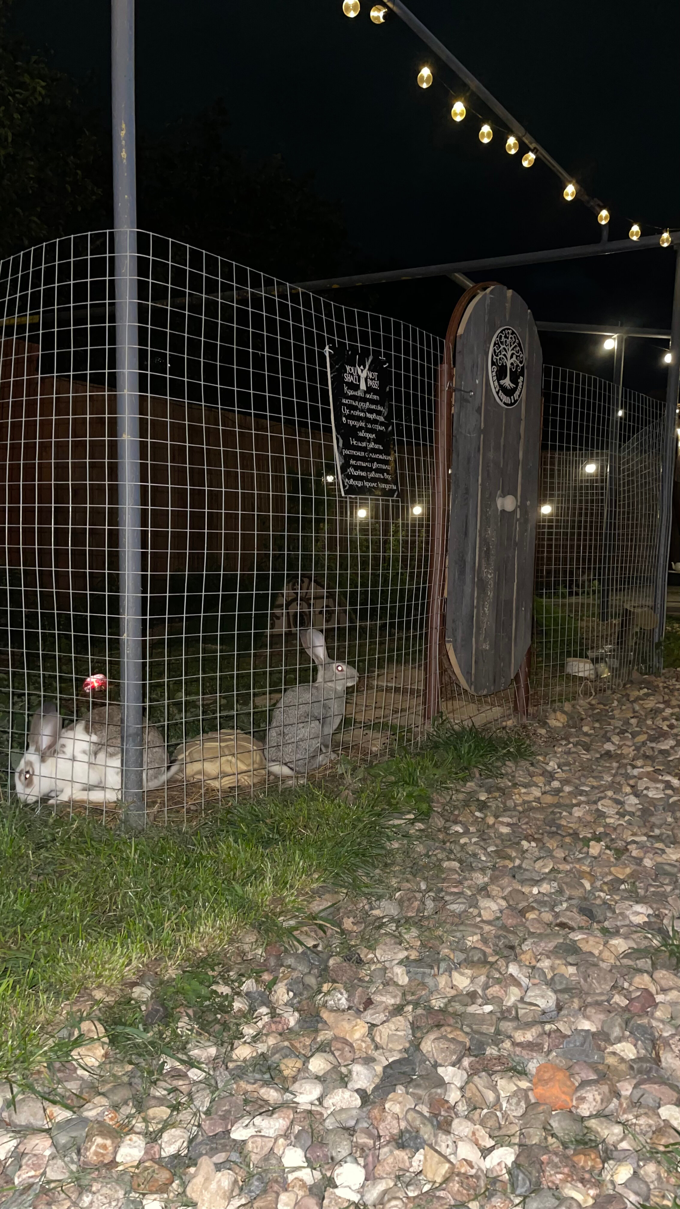 Фото Белый Кролик