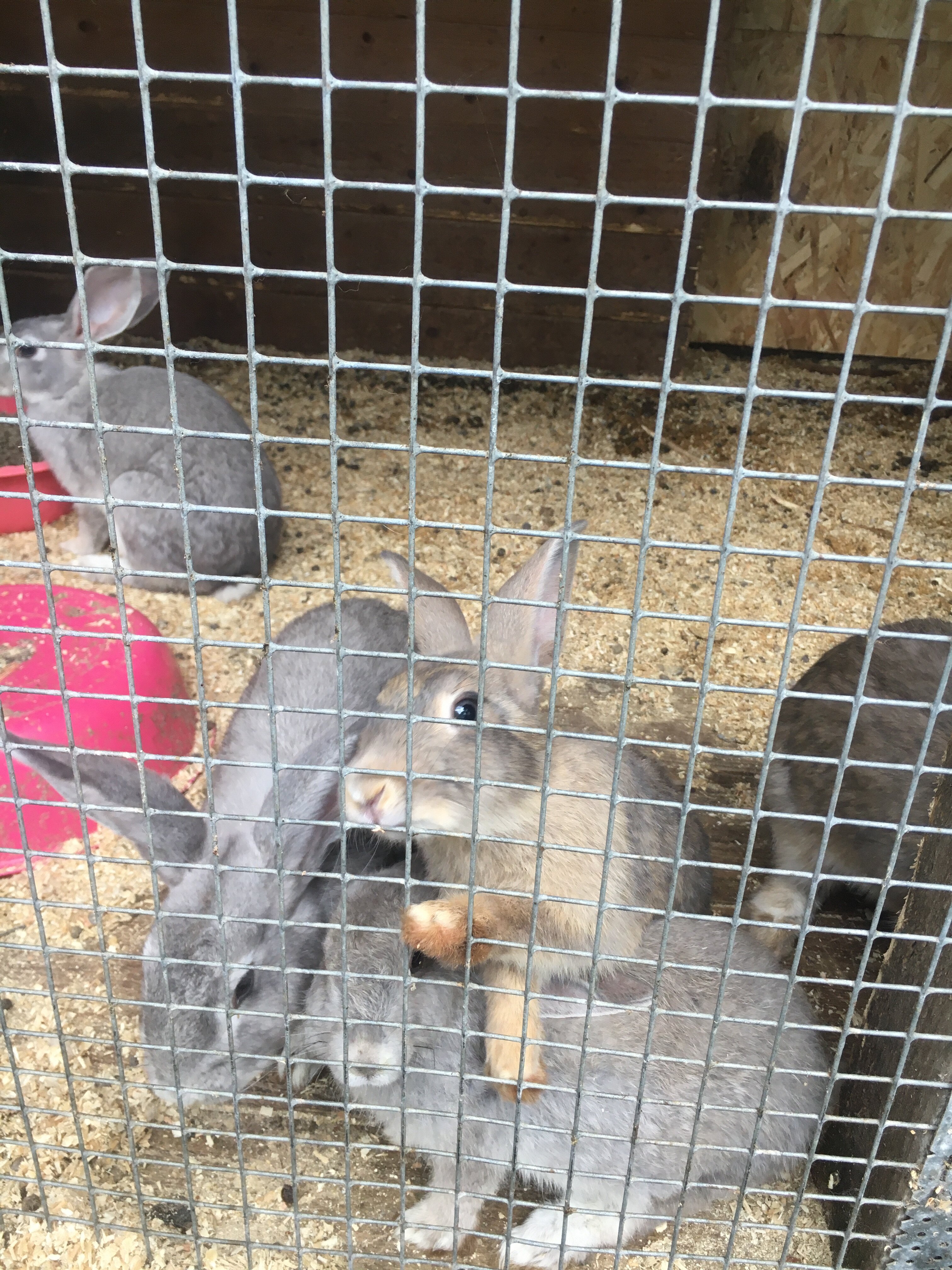 Фото Северное сияние