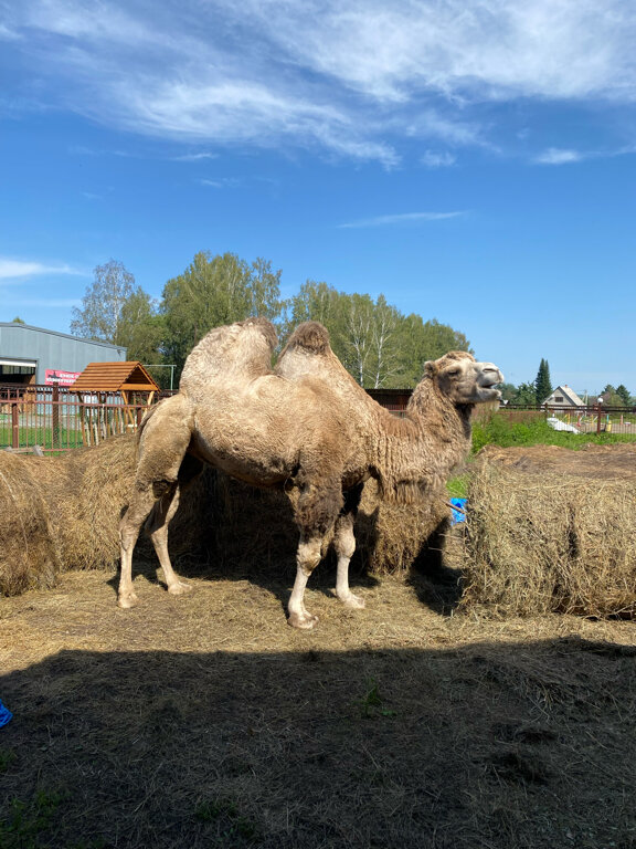 Фото Лесная сказка