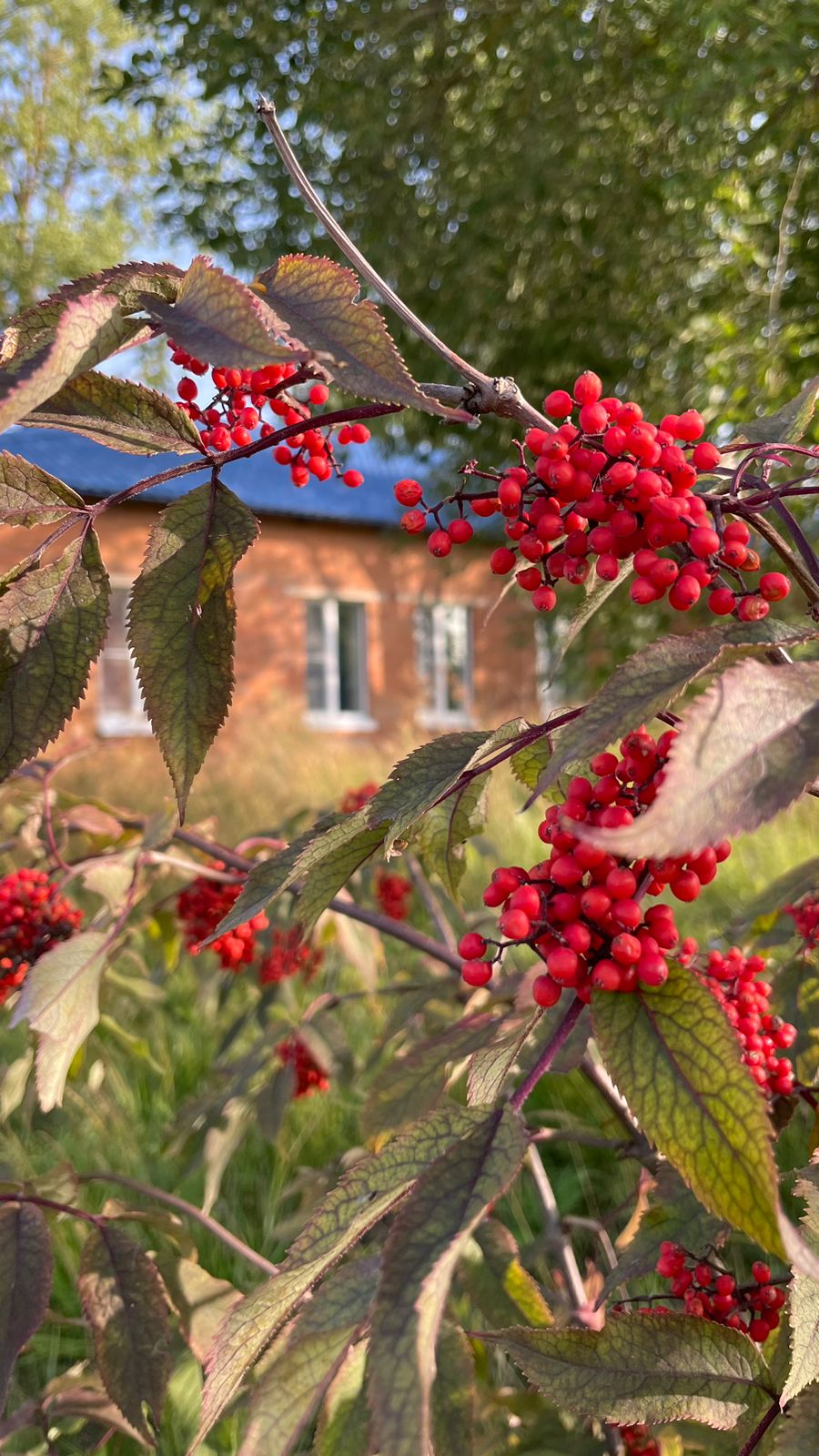 Фото Samsonov Hotels