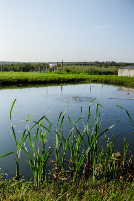 Фото Егорово поместье