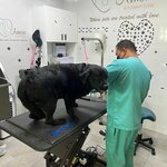 Amore (55A, Al Fay Road, Dubai), veterinary clinic