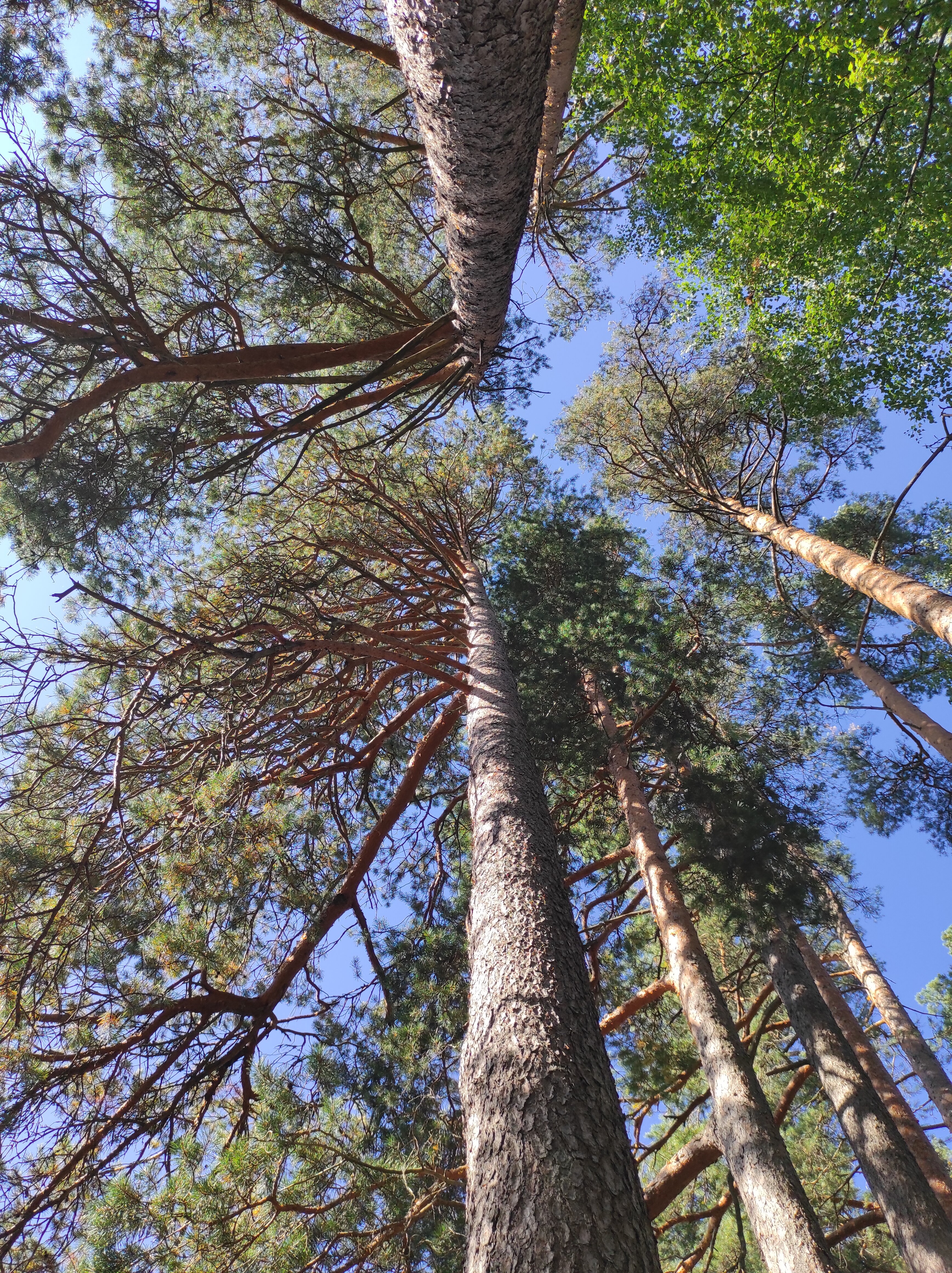 Фото Пять звезд