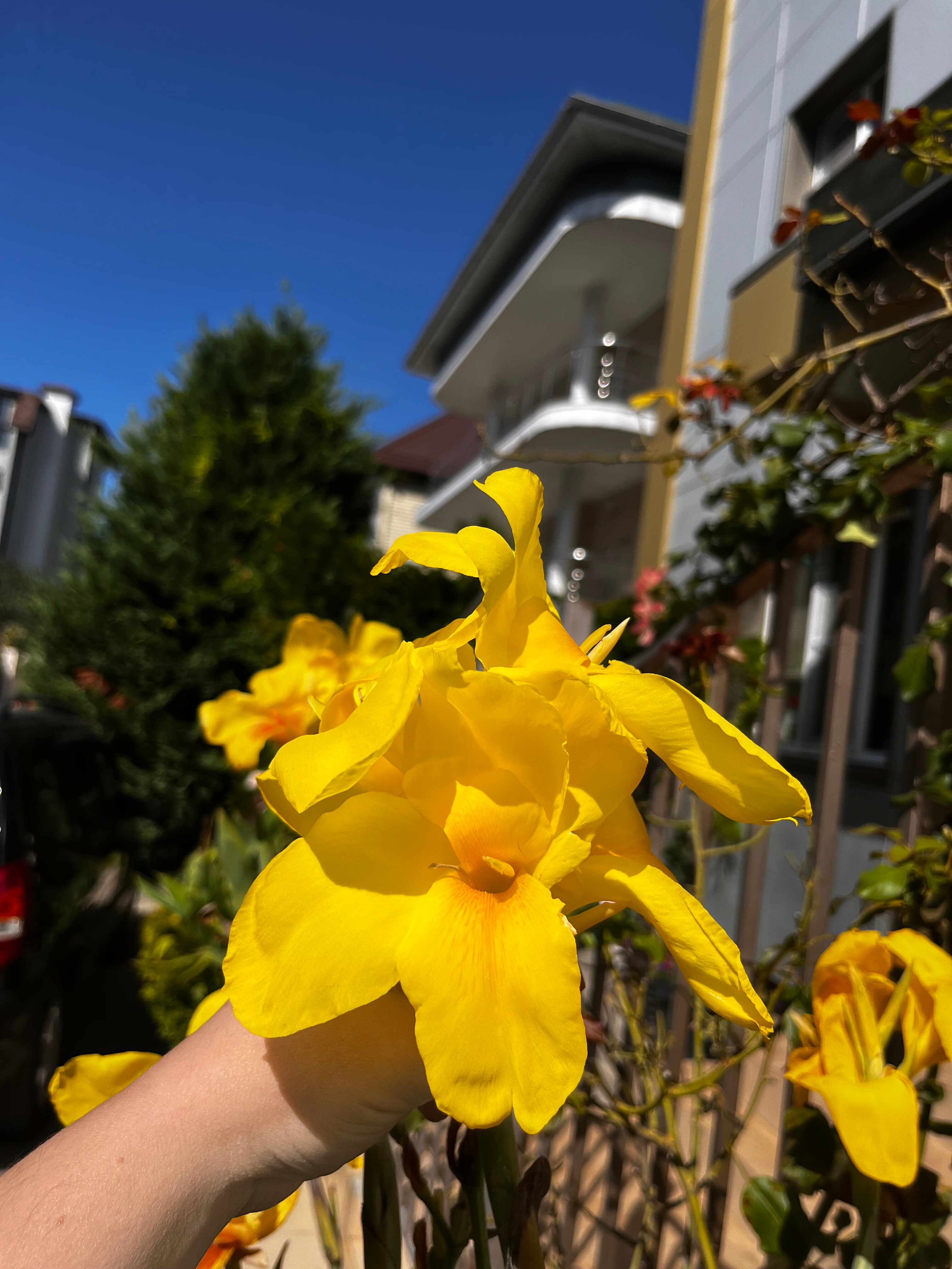 Фото Золотая рыбка