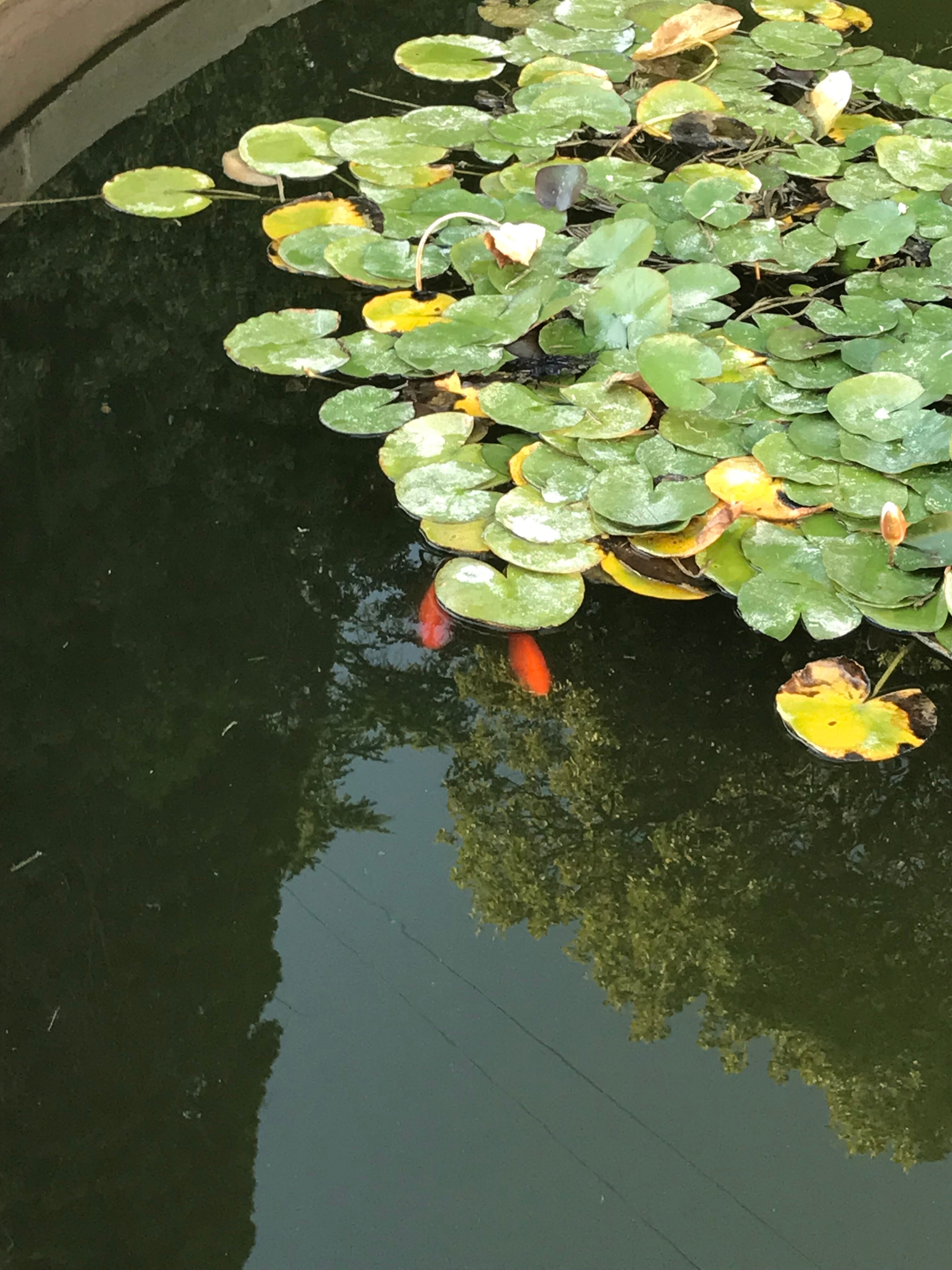 Фото Дюльбер