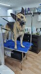 ZooStil (Lenina Avenue, 59), pet salon