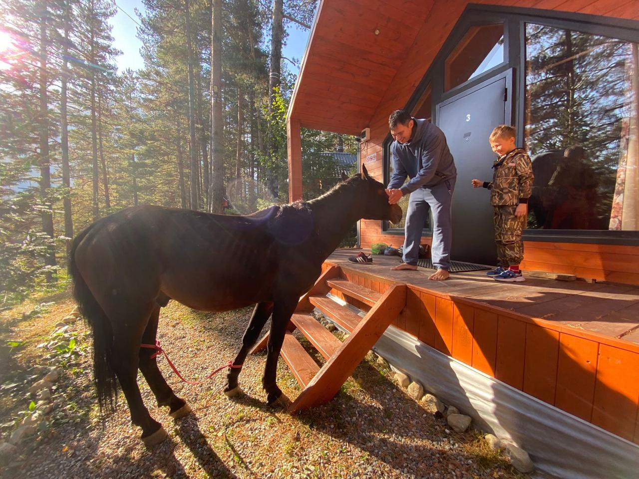 Фото Белый волк