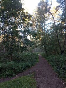 Кузьминский лесопарк (62, микрорайон Белая Дача, Котельники), лесопарк в Москве и Московской области