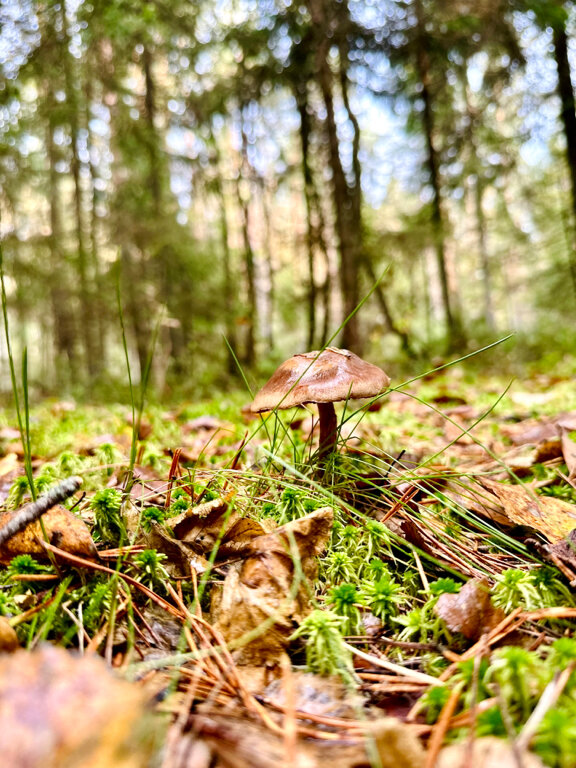 Фото Klever House Хиттолоярви