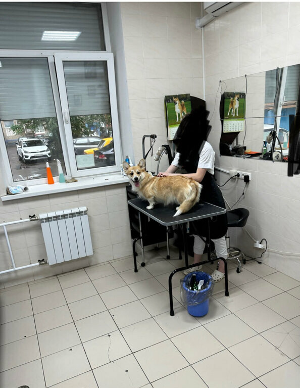 Pet salon Zoosalonlapusiki, Mytischi, photo