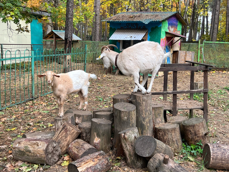Фото Лазори