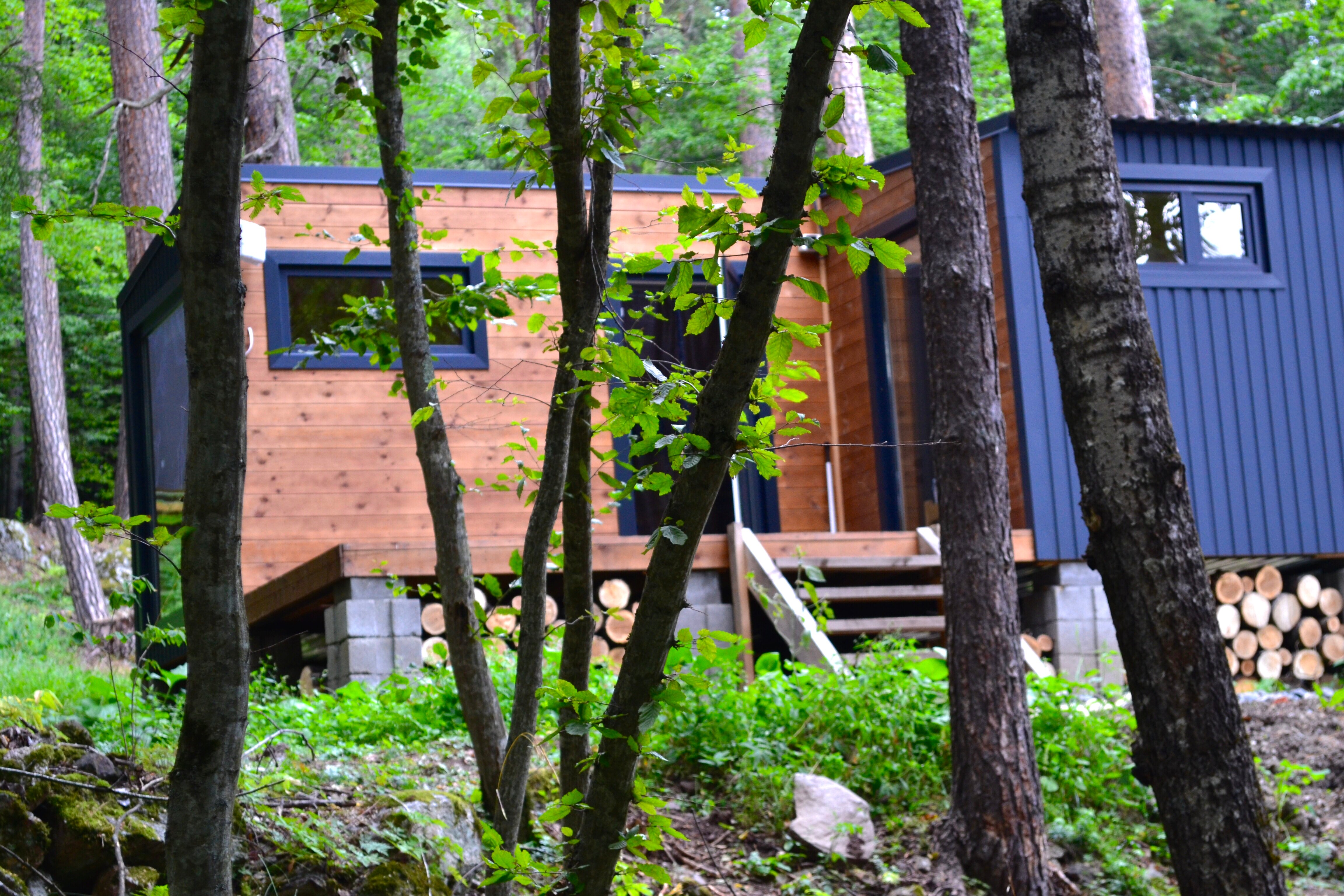 Фото Шелест