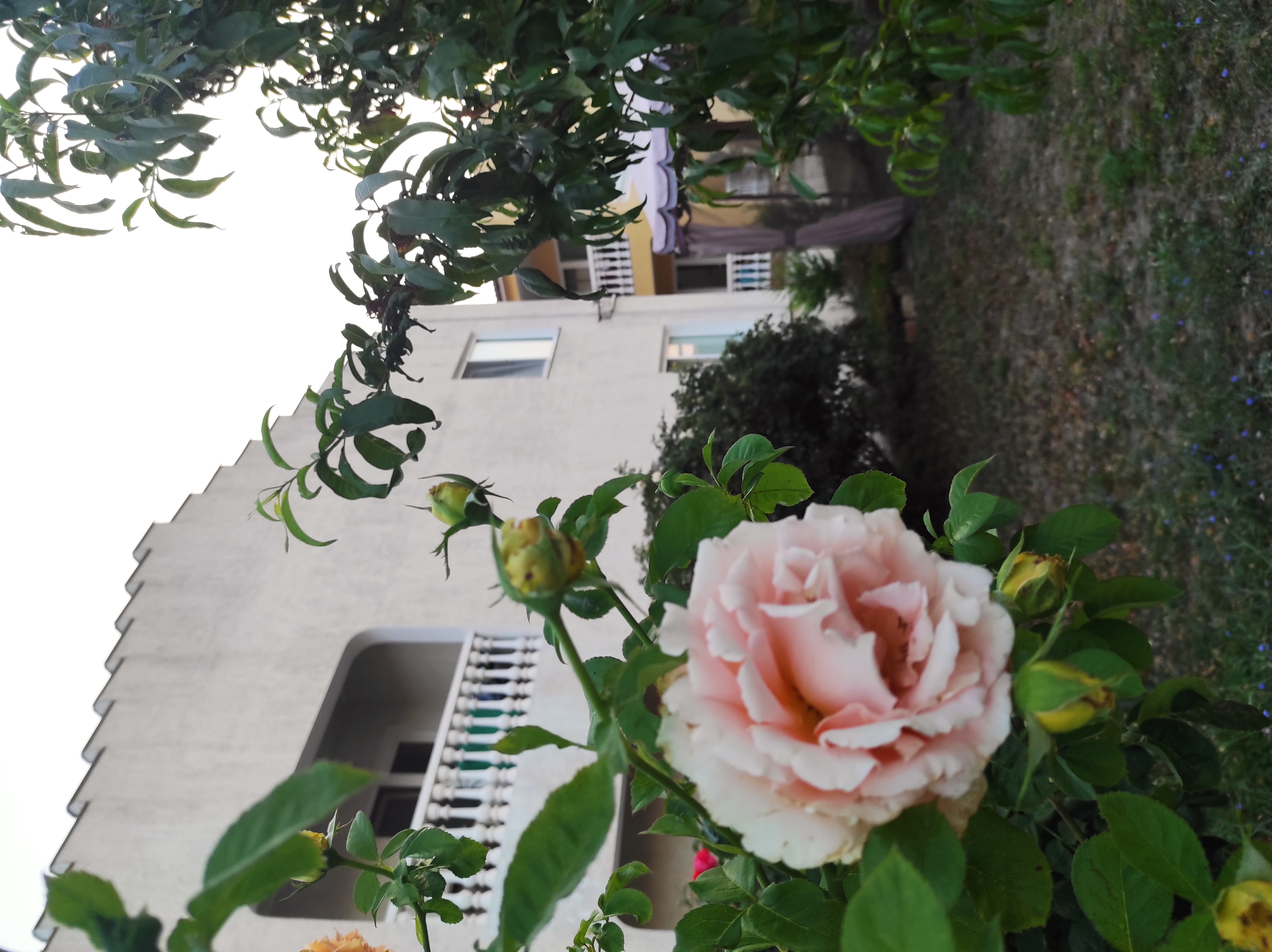 Фото Клевер