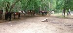 Мустанг (Бугринская ул., 13), конный клуб в Новосибирске