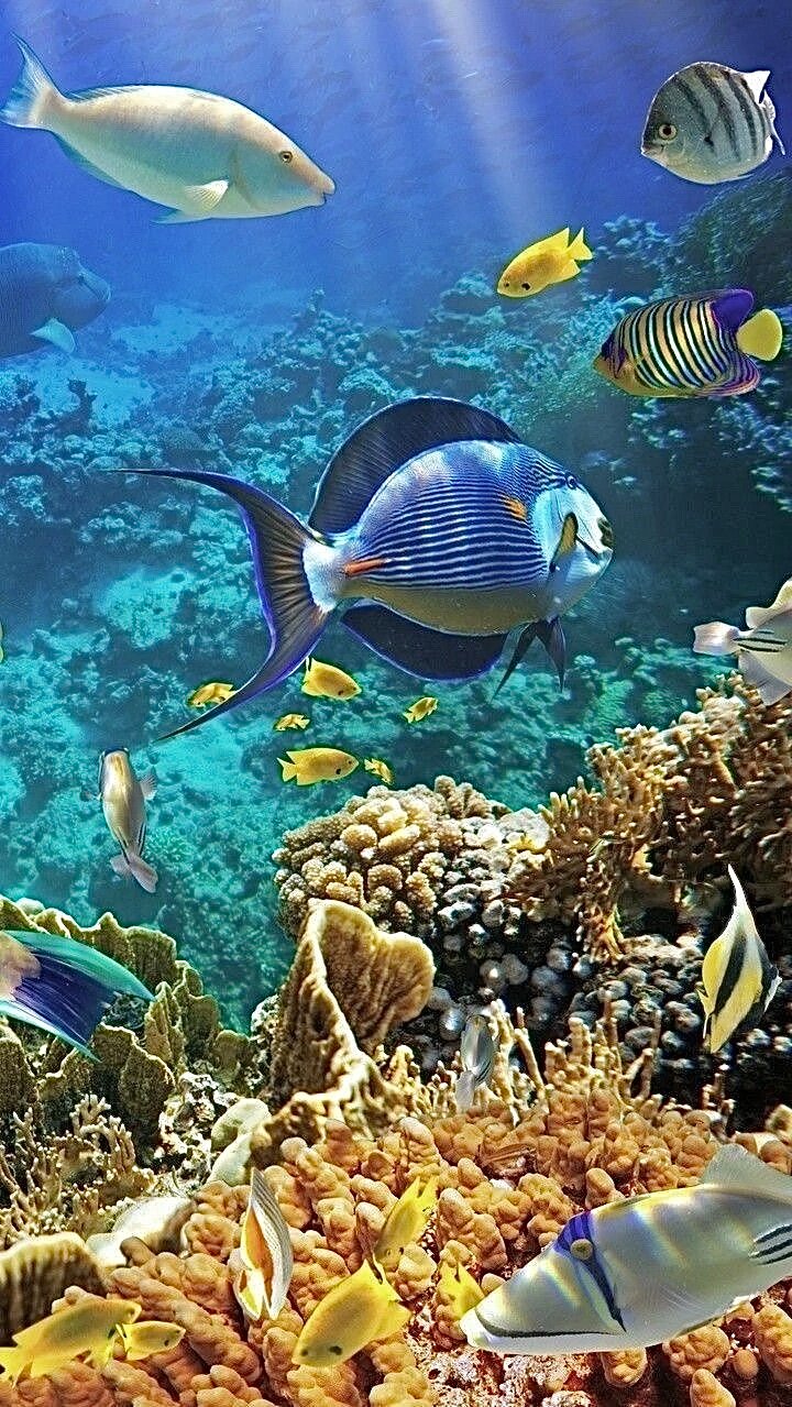 Фото DoubleTree by Hilton Sharm El Sheikh - Sharks Bay Resort