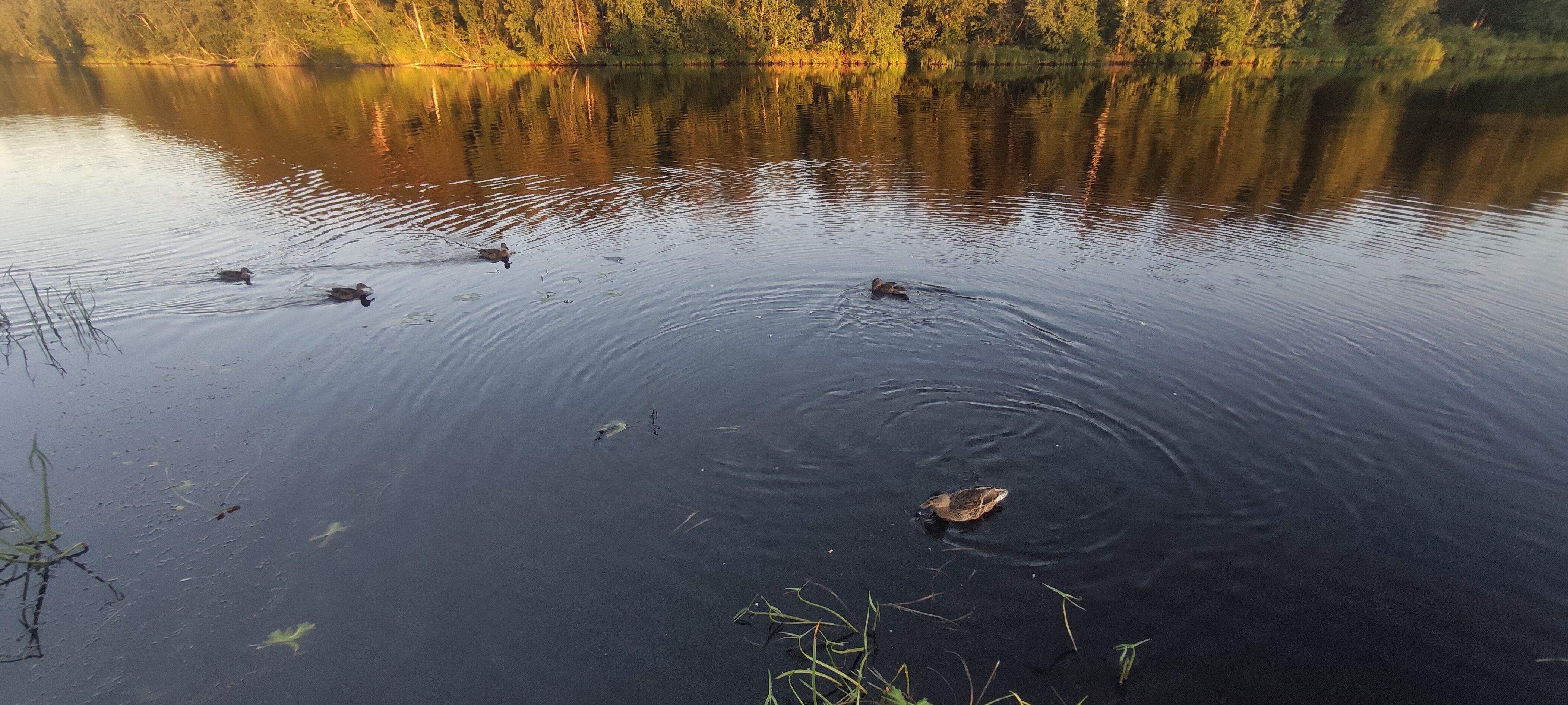Фото Тулокса