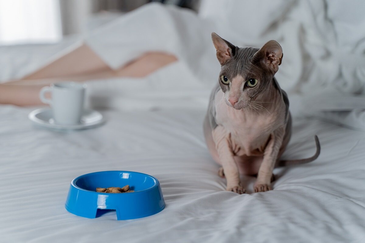 Фото Альфа Сириус