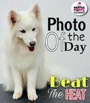 Gentle Paws Pets Grooming (59, Industry Ring Street, The Palisades, Dubai Investments Park, Jebel Ali, Dubai), pet salon