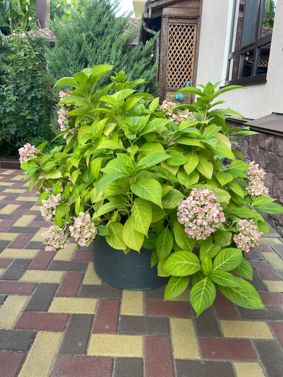 Фото Добрый