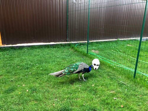 Дом в аренду Шеремет в Химках