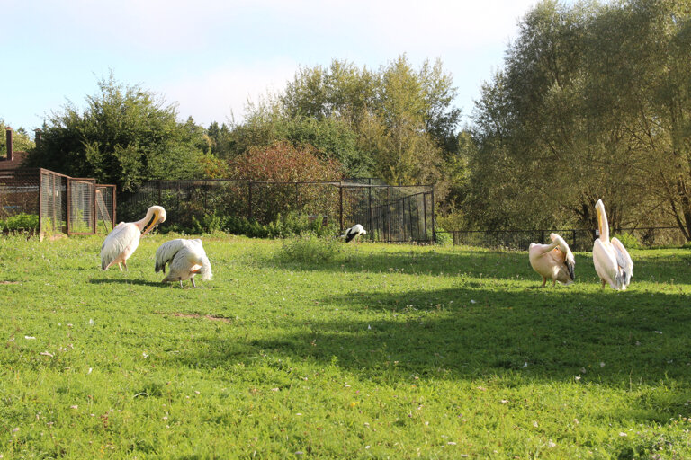 Фото Гостиница Парк Птиц
