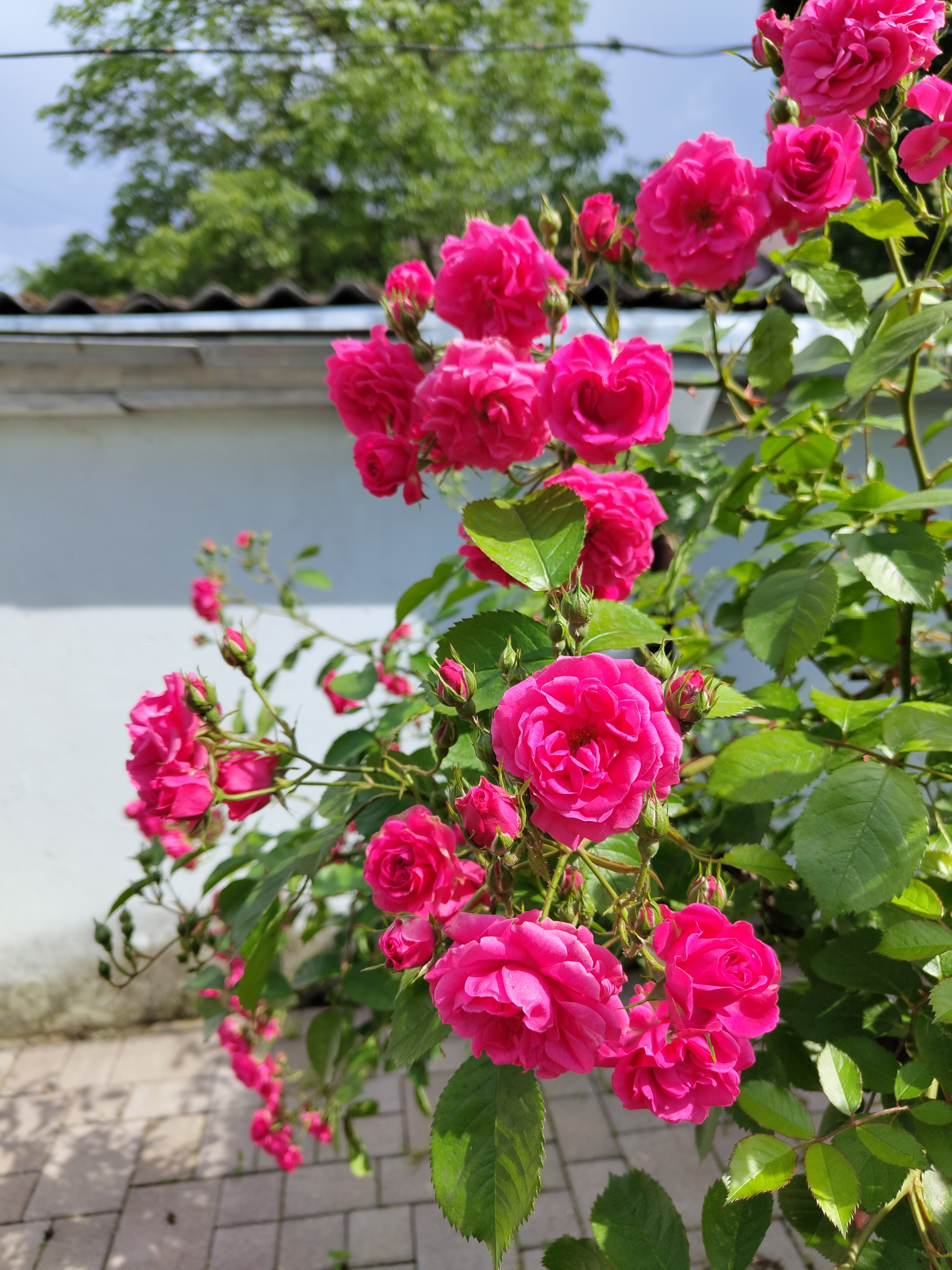 Фото Тамара