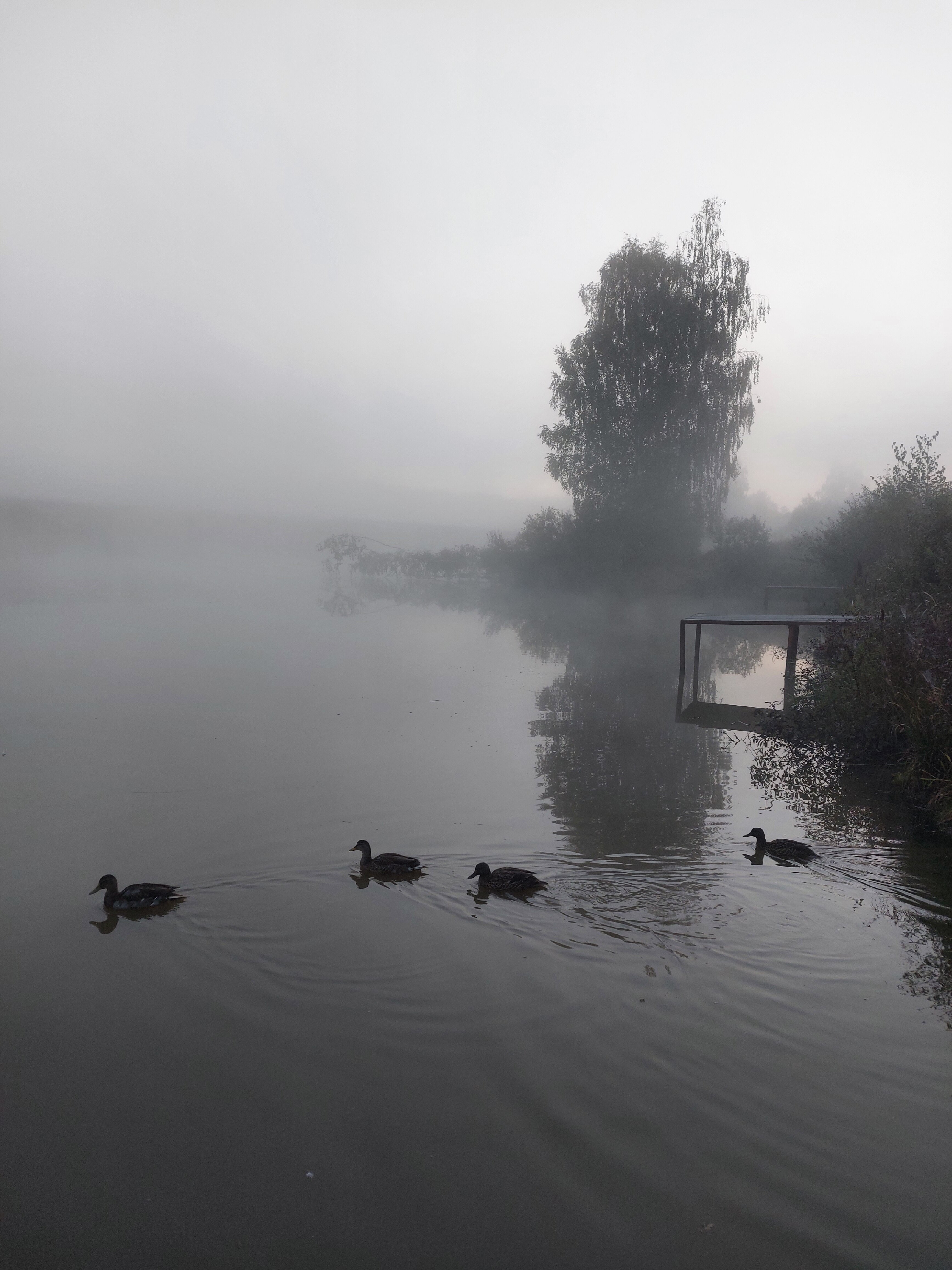 Фото Головинка