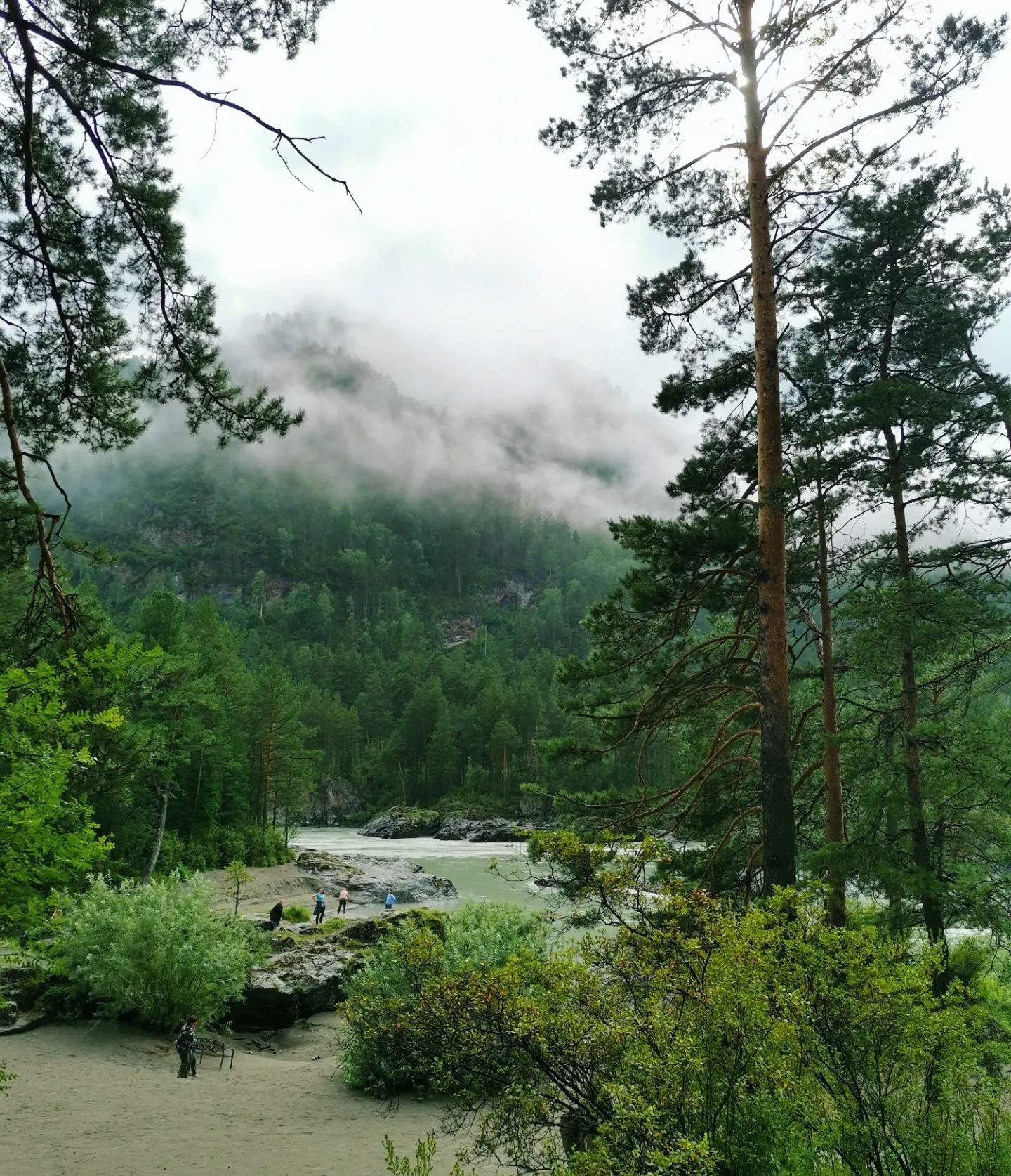 Фото Кедровый остров