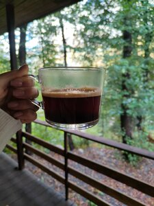 Ягодный тис — фото 2