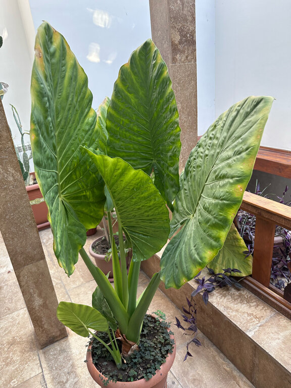 Фото Yerevan hotel