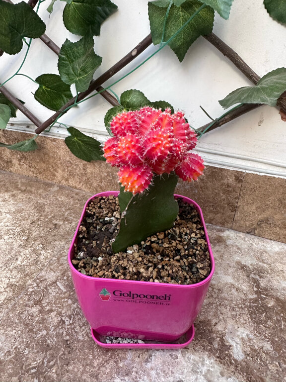 Фото Yerevan hotel